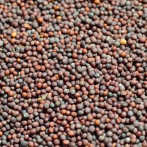 Mustard Seeds