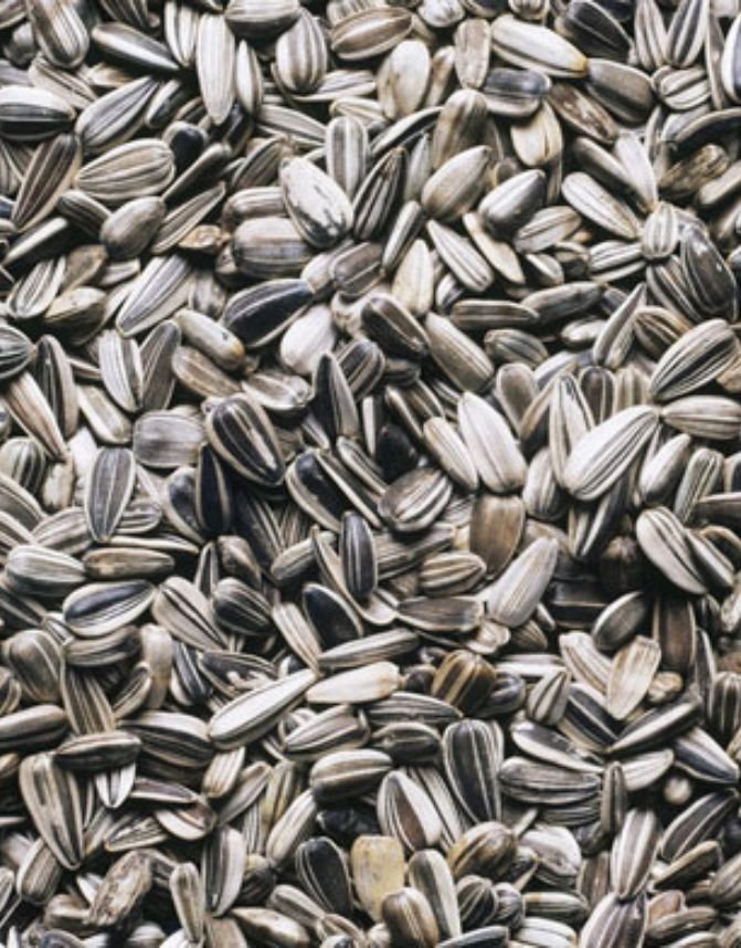Sunflower Seeds