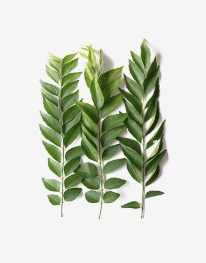 Curry Leaf