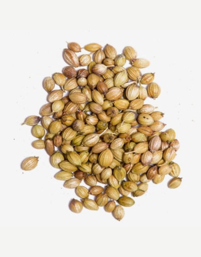Coriander