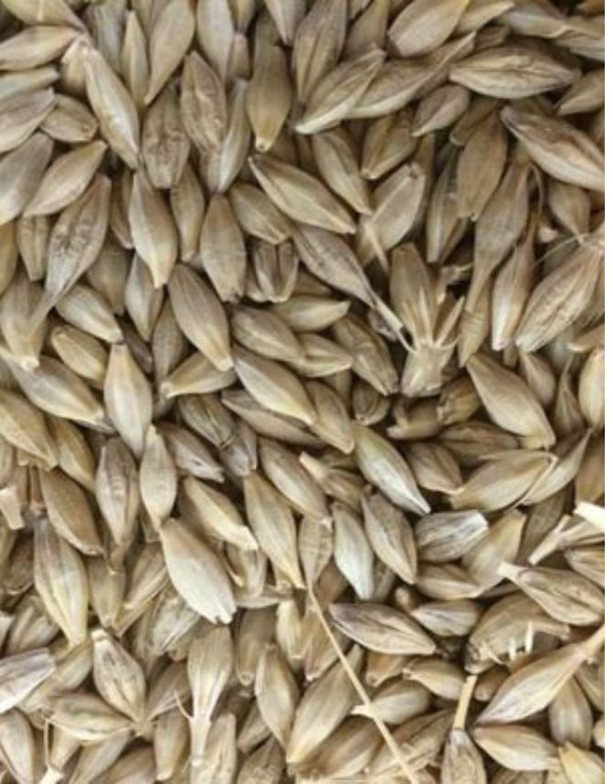 Barley