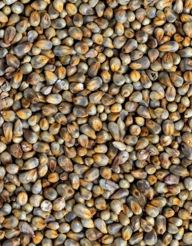 Pearl Millet