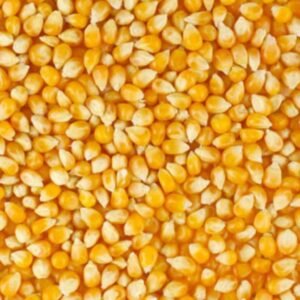 Yellow Maize Seeds
