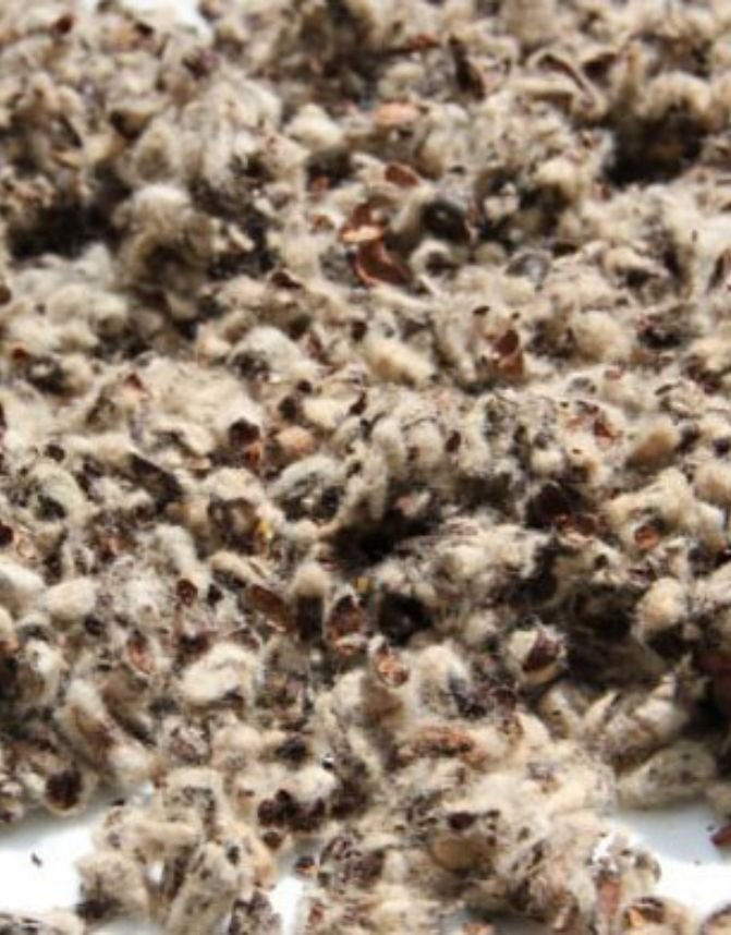 Cotton Seed Hull