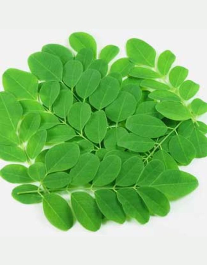 Moringa Leaf