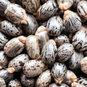 Castor Seeds